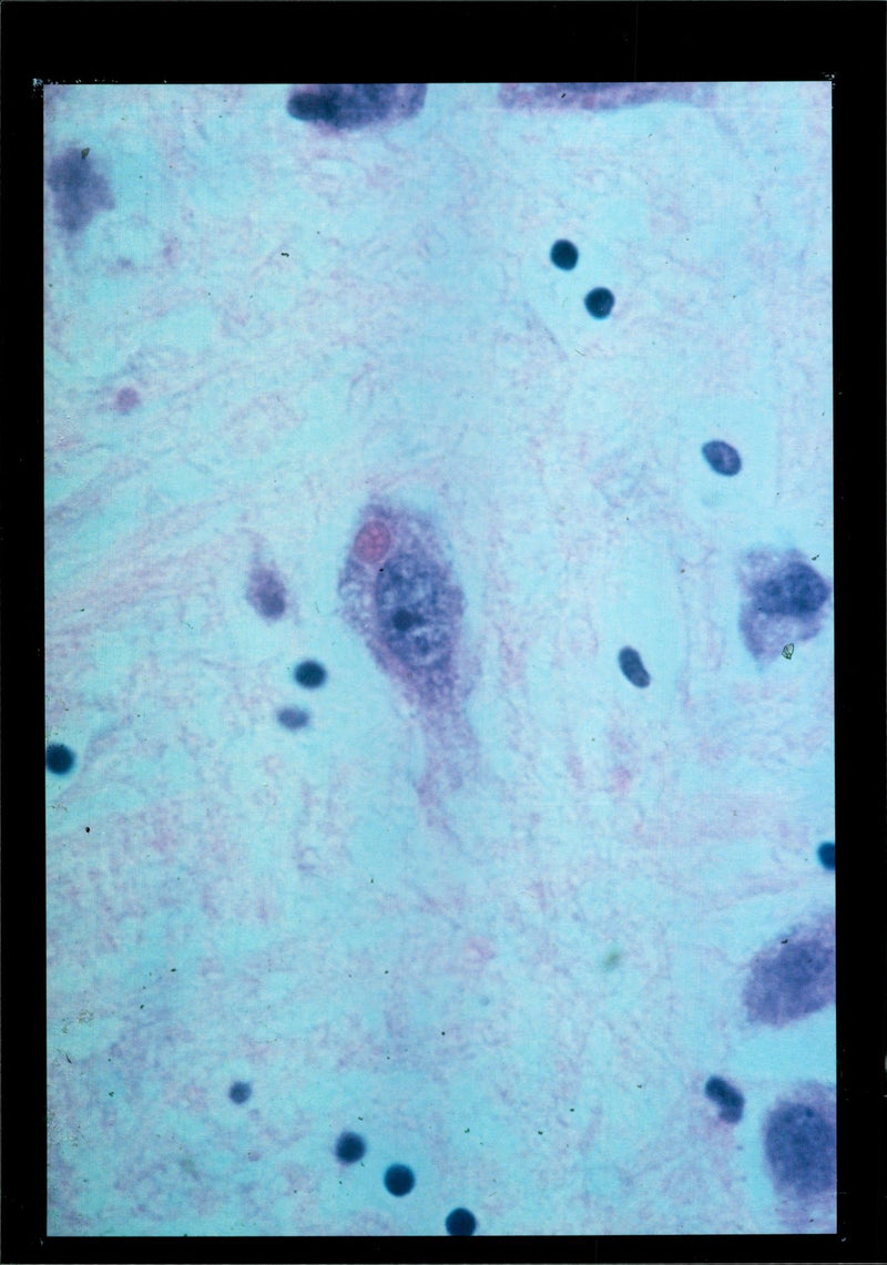 CROWD ATTENDED THE CONCERT WAS FROM ALL WALKS LIFE CONCE - Vintage Photograph