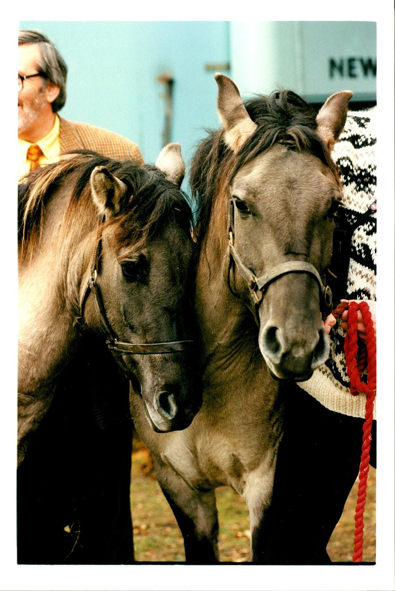 VIN ANIMAL HONSO POWY DUWA - Vintage Photograph