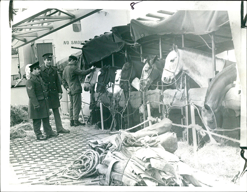 VIN ANIMAL HONSO POWY DUWA - Vintage Photograph