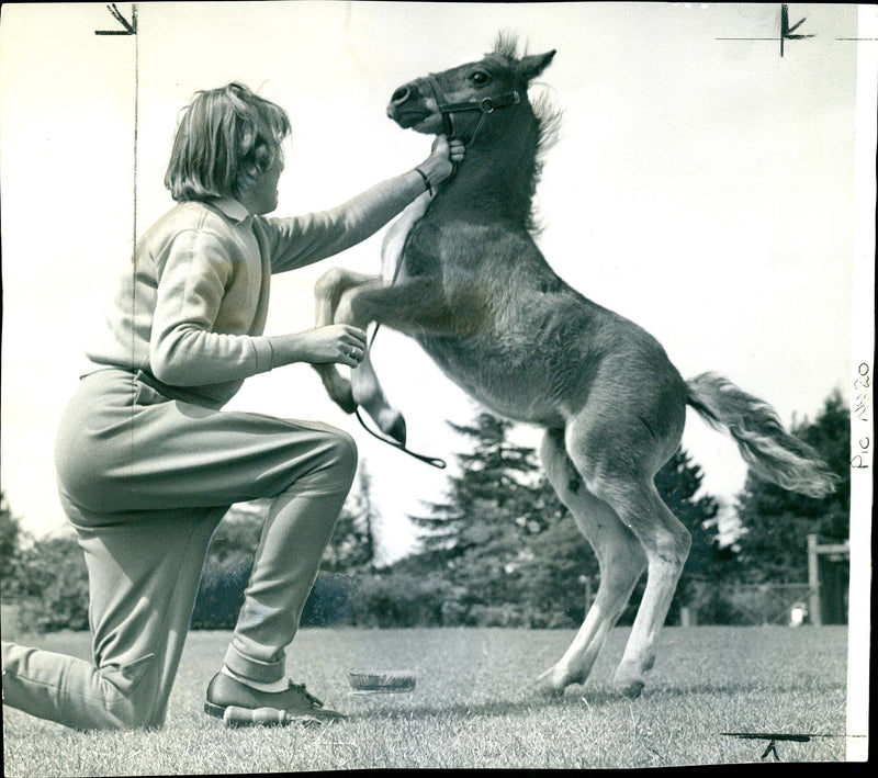 VIN ANIMAL HONSO POWY DUWA - Vintage Photograph