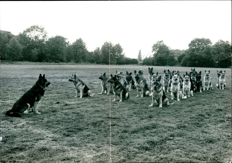 Police: General - Vintage Photograph