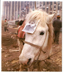 1996 AND LEAF PICTURE DESK PROOFING WRITER RUSSIAN PRESIDENT TITLE PALACE - Vintage Photograph