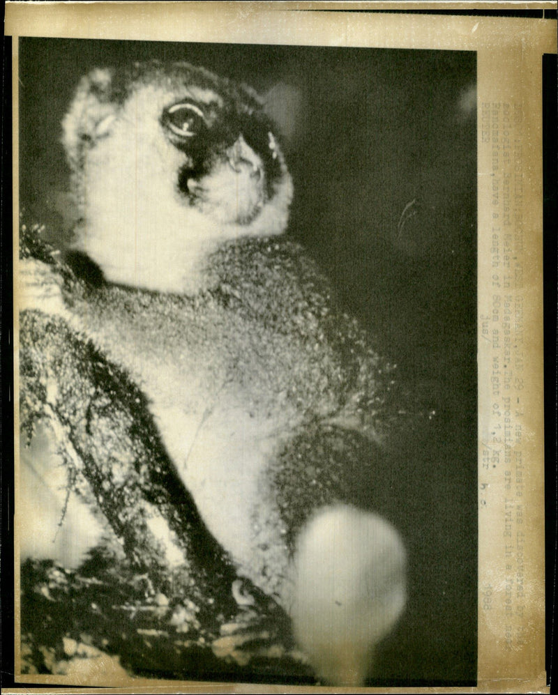 ANIMALSAL PROSIMIAN ACTURS LIT AND WEIGHT ANIMAL - Vintage Photograph