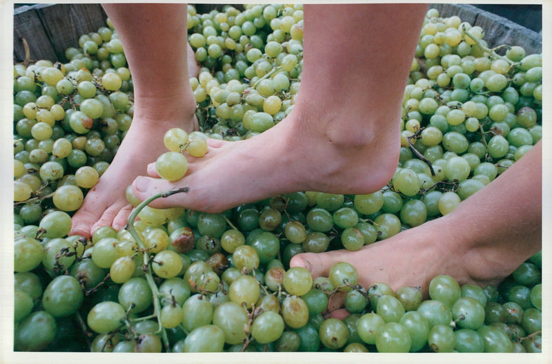 DAUGHTER ENGLISH FESTIVAL - Vintage Photograph