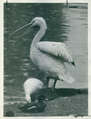 London St. James' Park - Vintage Photograph