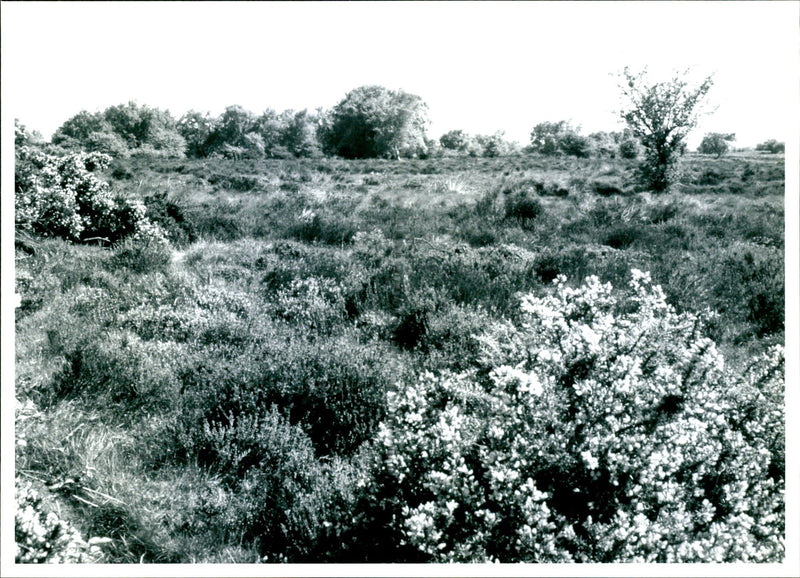 Landscapes - Vintage Photograph