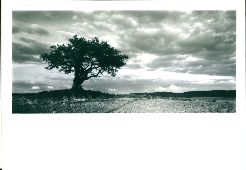 Landscapes - Vintage Photograph