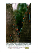 Insect: Caterpillars - Vintage Photograph