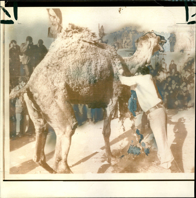 An old female camel being slit as sacrifice of thanksgiving - Vintage Photograph