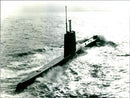 Submarine Sealion - Vintage Photograph
