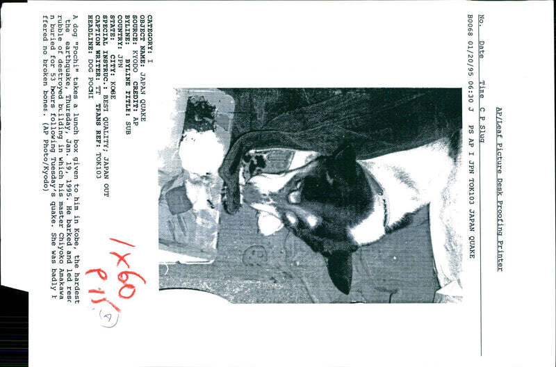 1995 POCHI LED RESCUERS THROUGH RUBBLE DESTROYED KYODO TITLE WRITER COUNTRY - Vintage Photograph