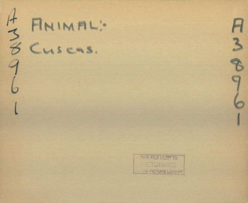 Animal: Cuseas - Vintage Photograph