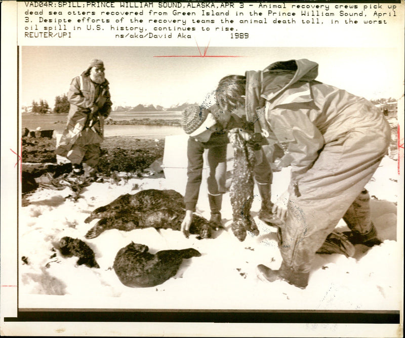 1990 ANIMAL DEATH TOLL THE WORST WILLIAM GORDON DAVIS PUBLISHED PRINCE DAVID - Vintage Photograph