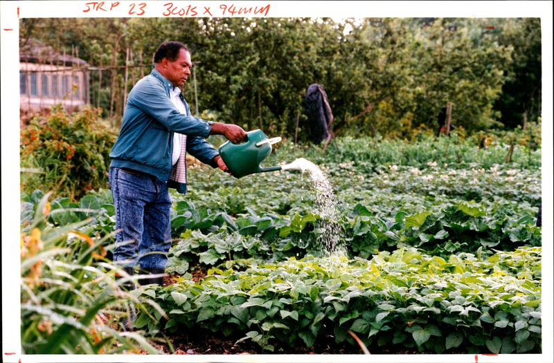 Allotments - Vintage Photograph