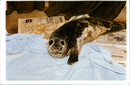 A Sea Lion affected by pollution - Vintage Photograph
