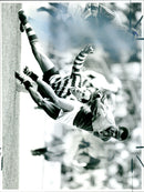 DRID WRANUEN - Vintage Photograph