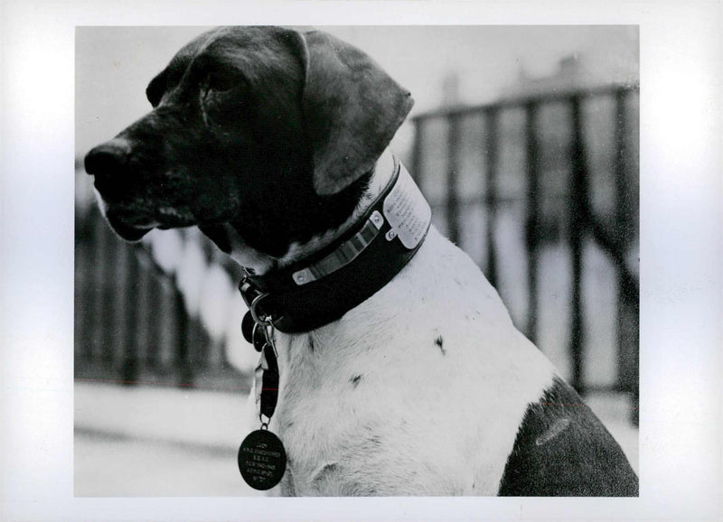 Heroes Animal - Vintage Photograph