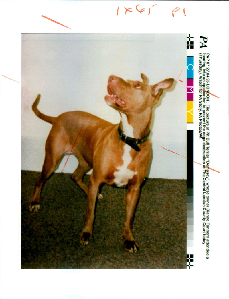 Dianne Fannern: Dog: Dempsey - Vintage Photograph