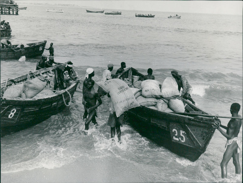 Cacao loading - Vintage Photograph