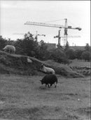 Sheep walking and grazing - Vintage Photograph