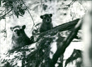 Animals in Tanzania - Vintage Photograph