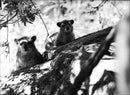 Animals in trees - Vintage Photograph