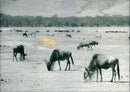 Animals on savanna - Vintage Photograph