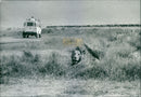 Lion on savanna - Vintage Photograph