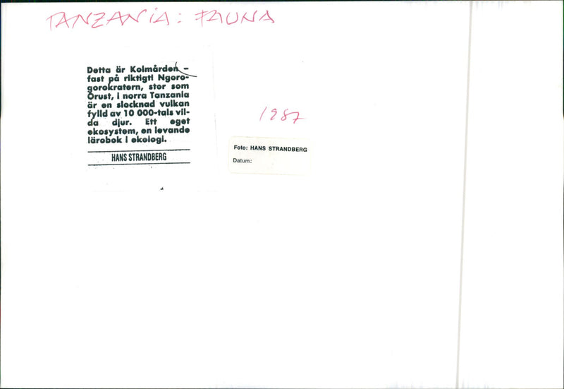 Savannah - Vintage Photograph