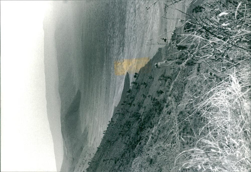 Savannah - Vintage Photograph