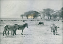 Zebra on savanna - Vintage Photograph