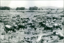 Animals on savanna - Vintage Photograph