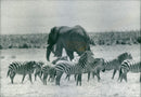 Elephant with zebra - Vintage Photograph