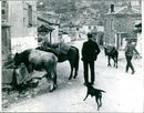 Man with animals - Vintage Photograph