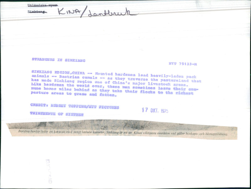 Agriculture in China - Mounted herdsmen lead heavily-laden pack animals Bactrian camels - Vintage Photograph