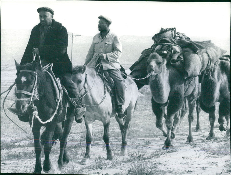 Agriculture in China - Mounted herdsmen lead heavily-laden pack animals Bactrian camels - Vintage Photograph