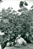 The Giant Slider. - Vintage Photograph