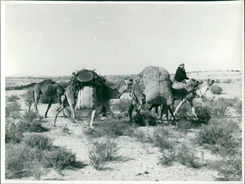 Military - Vintage Photograph
