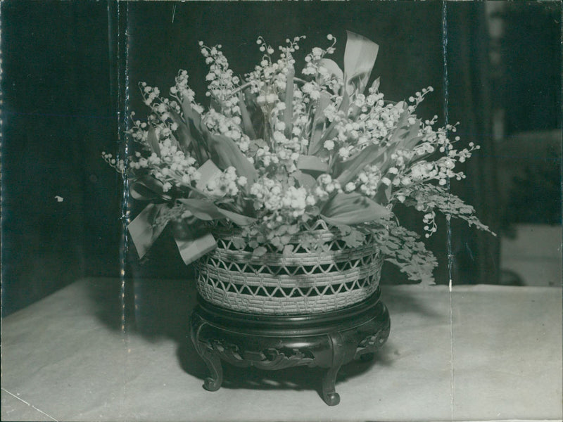 The plant - Vintage Photograph