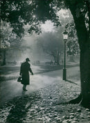 Autumn atmosphere in HumlegÃ¥rden - Vintage Photograph