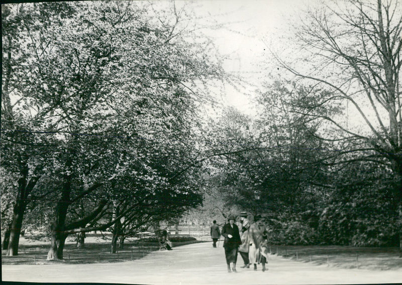 Humlegarden - Vintage Photograph