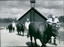 Robert Hall, bull and cow - Vintage Photograph
