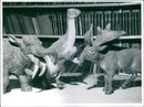 toy Animals - Vintage Photograph