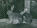 Hares on the Experimental field - Vintage Photograph
