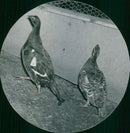 Locks, pheasants, in the Experimental field - Vintage Photograph
