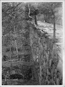 Haga park - Vintage Photograph