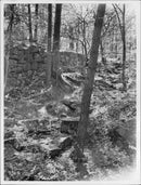 Haga park - Vintage Photograph