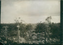 Nature in EslÃ¶v - Vintage Photograph
