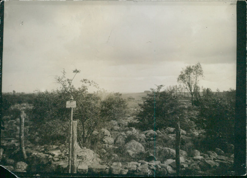 Nature in EslÃ¶v - Vintage Photograph