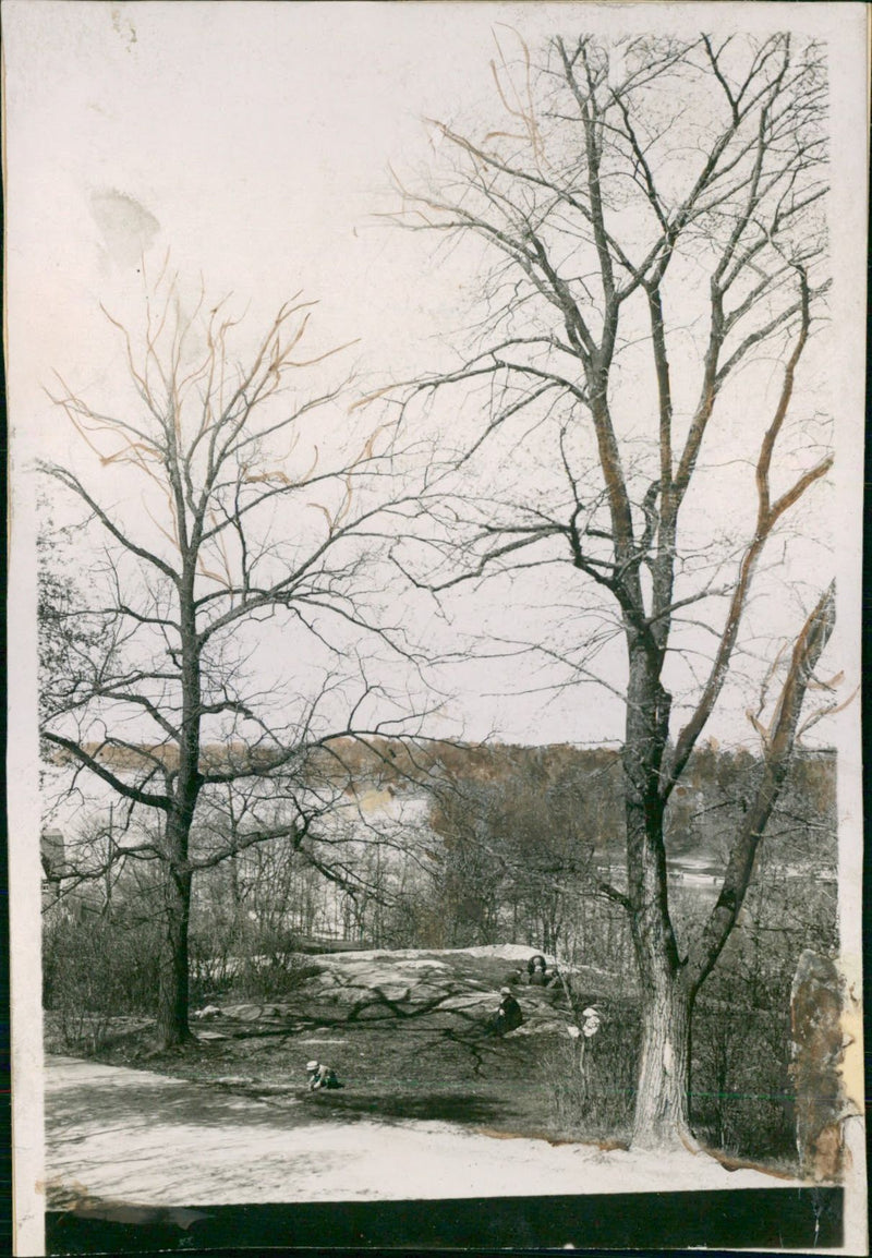 Bellevue Park at Brunnsviken - Vintage Photograph